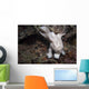 Frogfish Philippines Front View Wall Decal
