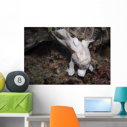 Frogfish Philippines Front View Wall Decal
