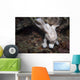 Frogfish Philippines Front View Wall Decal