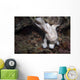 Frogfish Philippines Front View Wall Decal