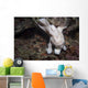 Frogfish Philippines Front View Wall Decal