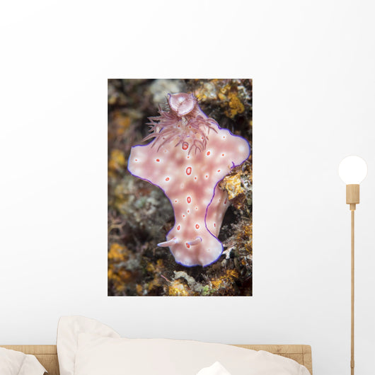 Ceratosoma Trilobatum Nudibranch Wall Decal