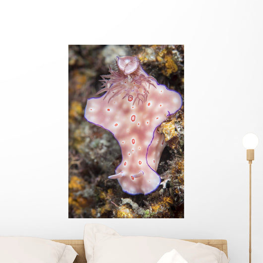 Ceratosoma Trilobatum Nudibranch Wall Decal