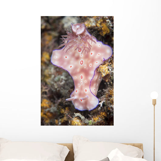 Ceratosoma Trilobatum Nudibranch Wall Decal