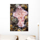 Ceratosoma Trilobatum Nudibranch Wall Decal