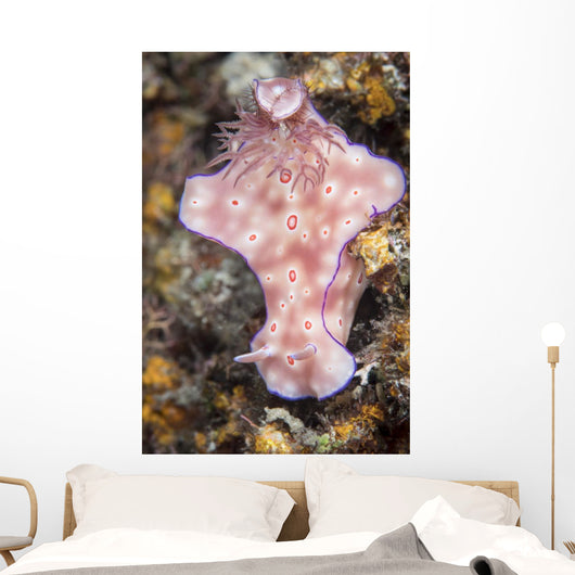 Ceratosoma Trilobatum Nudibranch Wall Decal