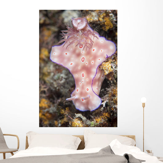 Ceratosoma Trilobatum Nudibranch Wall Decal