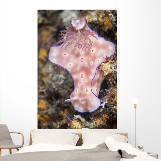 Ceratosoma Trilobatum Nudibranch Wall Decal