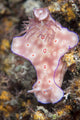 Ceratosoma Trilobatum Nudibranch Wall Decal