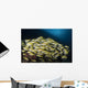 School Bluestripe Snapper Maldives Wall Decal