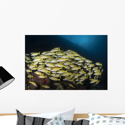 School Bluestripe Snapper Maldives Wall Decal shown on a wall