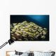 School Bluestripe Snapper Maldives Wall Decal
