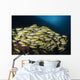 School Bluestripe Snapper Maldives Wall Decal