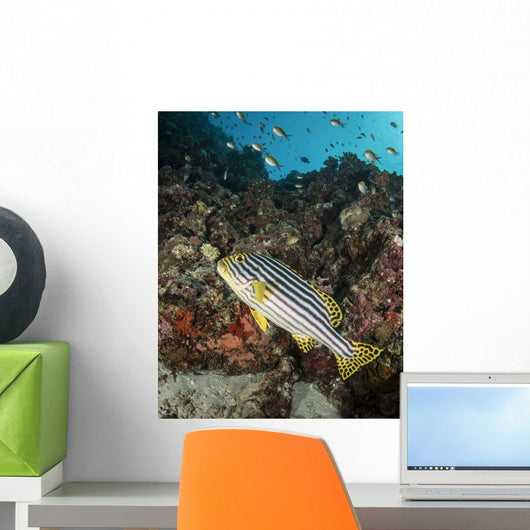 Sweetlips Maldives Wall Decal