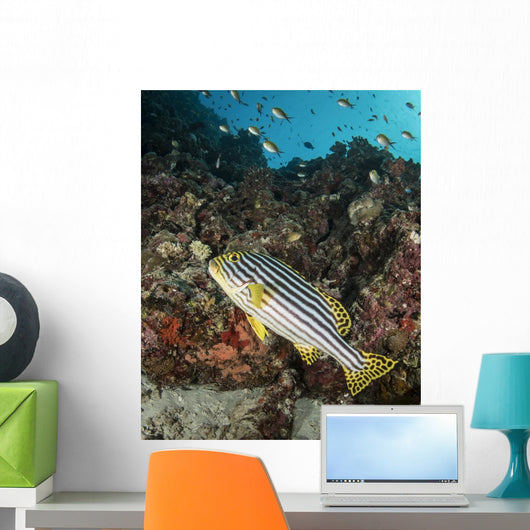 Sweetlips Maldives Wall Decal
