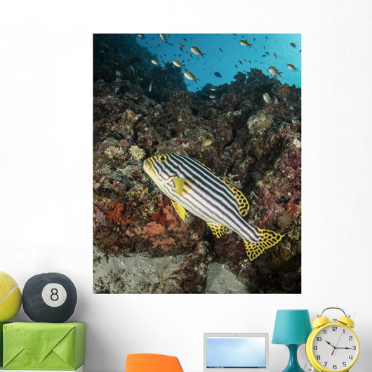 Sweetlips Maldives Wall Decal