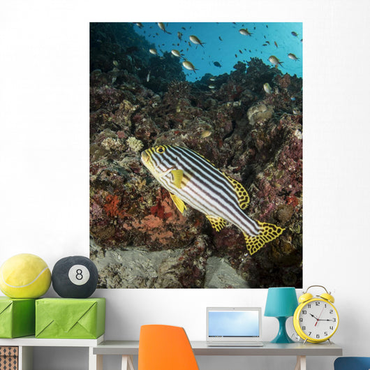 Sweetlips Maldives Wall Decal