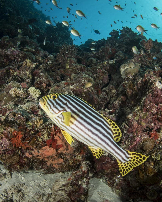 Sweetlips Maldives Wall Decal