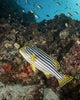 Sweetlips Maldives Wall Decal