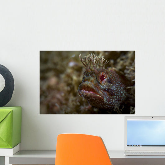 Yellowfin Fringhead Blenny Guards Wall Decal