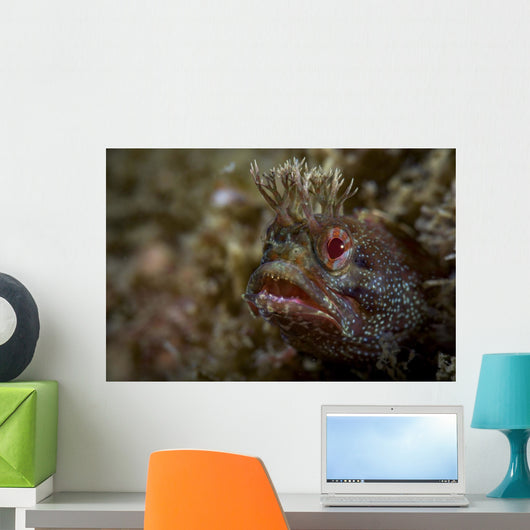 Yellowfin Fringhead Blenny Guards Wall Decal