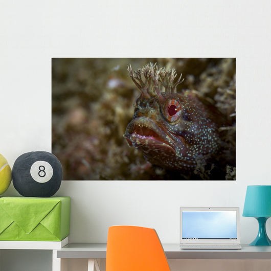 Yellowfin Fringhead Blenny Guards Wall Decal