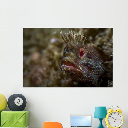 Yellowfin Fringhead Blenny Guards Wall Decal