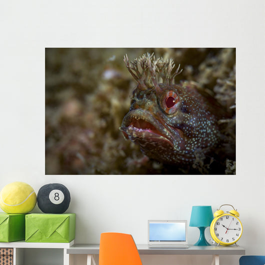 Yellowfin Fringhead Blenny Guards Wall Decal