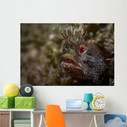 Yellowfin Fringhead Blenny Guards Wall Decal