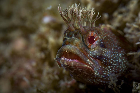 Yellowfin Fringhead Blenny Guards Wall Decal