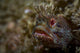 Yellowfin Fringhead Blenny Guards Wall Decal