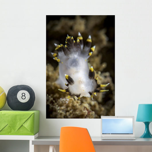 Polycera Tricolor Nudibranch Southern Wall Decal