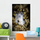 Polycera Tricolor Nudibranch Southern Wall Decal