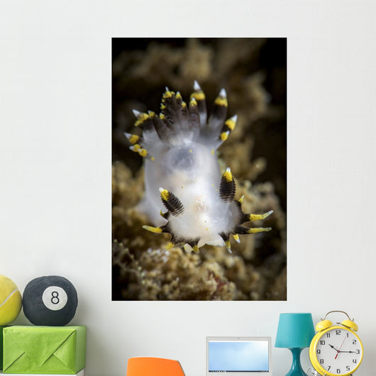 Polycera Tricolor Nudibranch Southern Wall Decal