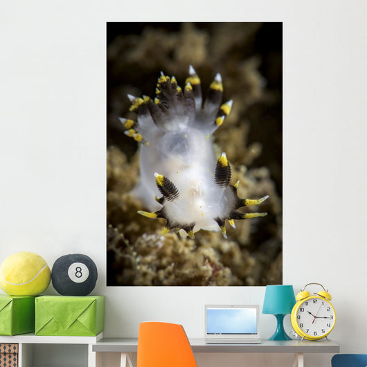 Polycera Tricolor Nudibranch Southern Wall Decal