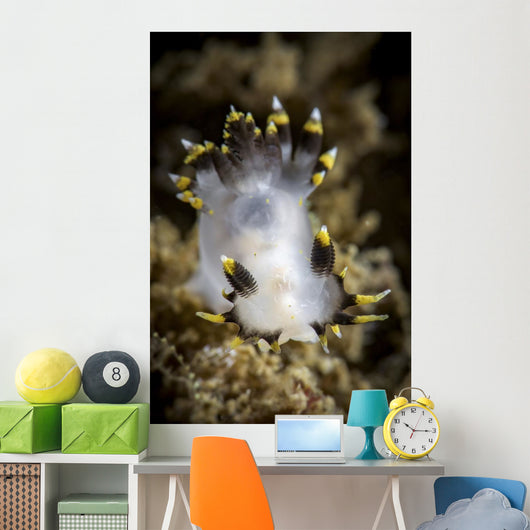 Polycera Tricolor Nudibranch Southern Wall Decal