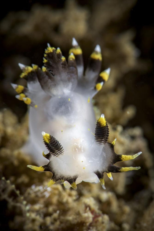 Polycera Tricolor Nudibranch Southern Wall Decal