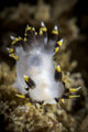 Polycera Tricolor Nudibranch Southern Wall Decal