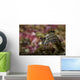 Polycera Atra Nudibranch Natural Wall Decal