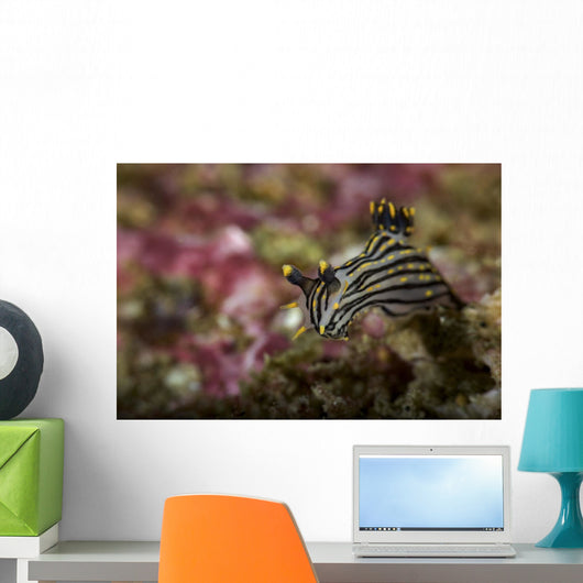 Polycera Atra Nudibranch Natural Wall Decal