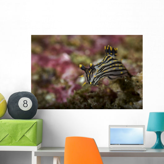 Polycera Atra Nudibranch Natural Wall Decal