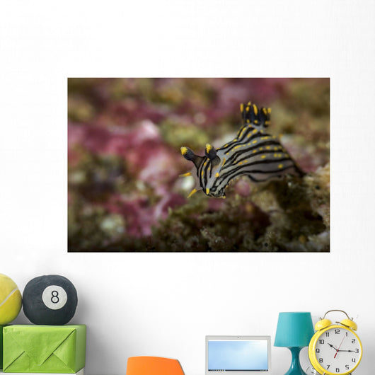 Polycera Atra Nudibranch Natural Wall Decal