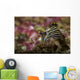 Polycera Atra Nudibranch Natural Wall Decal