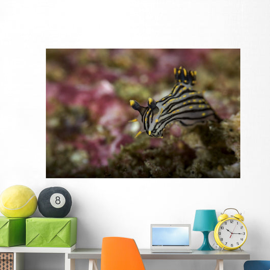 Polycera Atra Nudibranch Natural Wall Decal