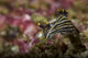 Polycera Atra Nudibranch Natural Wall Decal