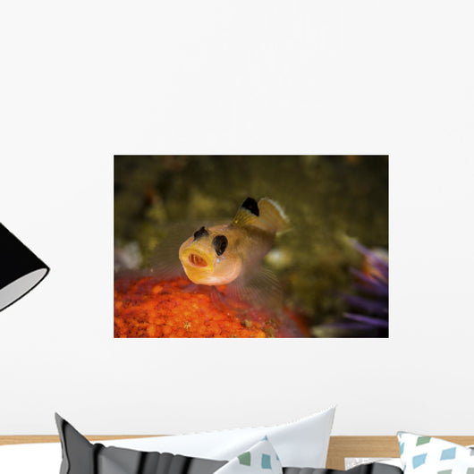 Blackeyed Goby Yawning Monterey Wall Decal