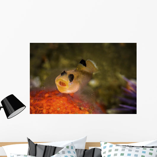 Blackeyed Goby Yawning Monterey Wall Decal