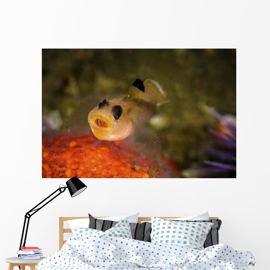 Blackeyed Goby Yawning Monterey Wall Decal