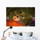 Blackeyed Goby Yawning Monterey Wall Decal