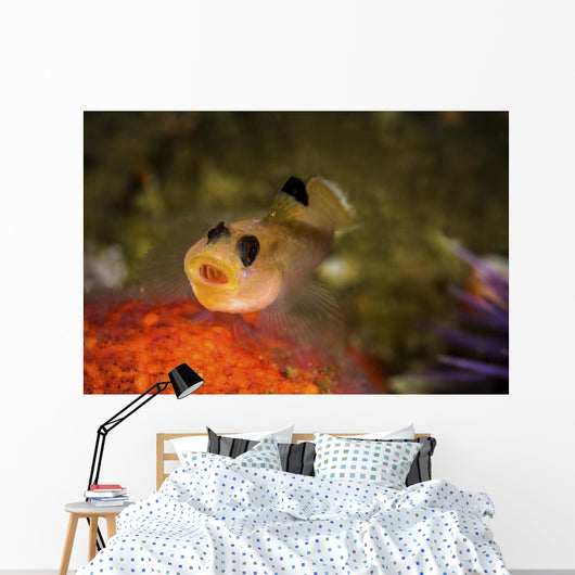 Blackeyed Goby Yawning Monterey Wall Decal